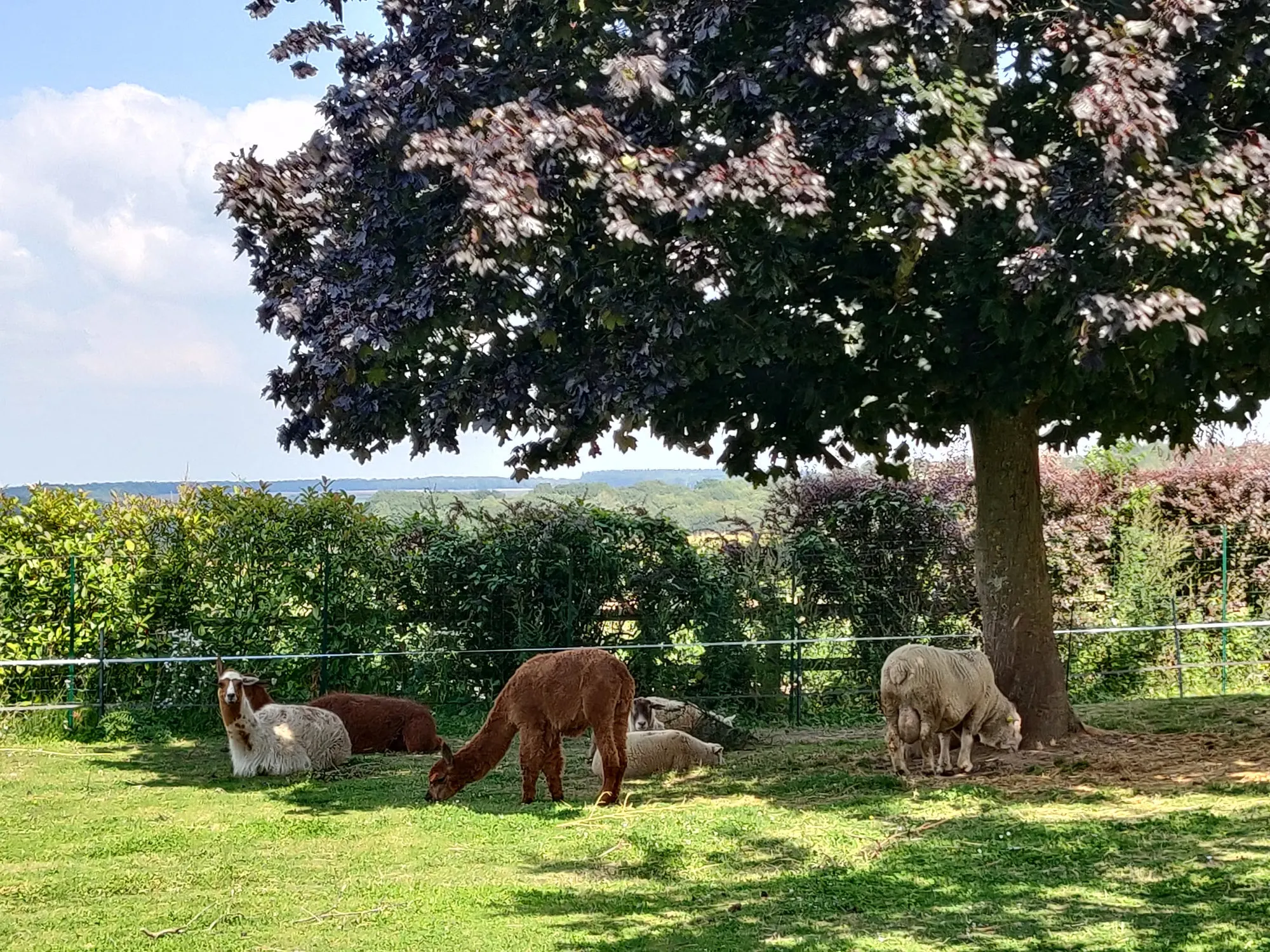 Le terrain et son verger, avec les animaux du domaine